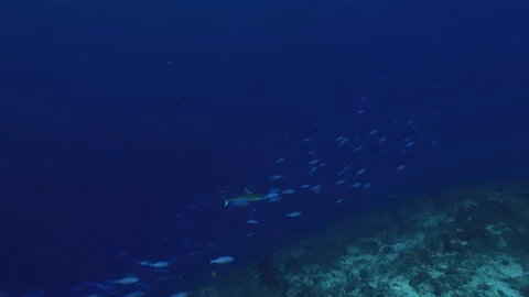 Coral reef wall, scubadivers hovering n watching blue fish and shark patrol Video stock 155870005
