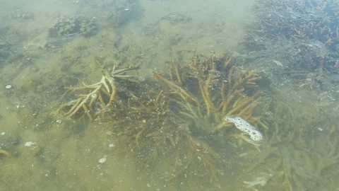 Coral reef was destroyed by human Stock Footage 89856539