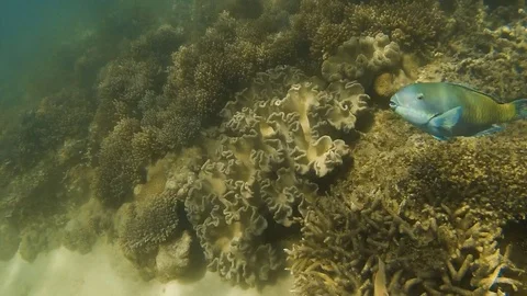 Coral reefs and blue fish underwater Stock Footage