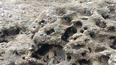 Coral reefs come to the surface because the sea water recedes Video stock 210454869