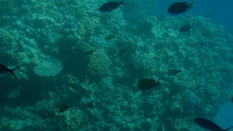 Coral reefs with fish. view from the submarine Stock Footage 101091997