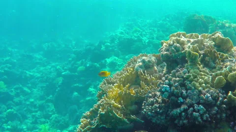 Coral reefs 動画素材 65317531