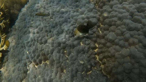 Coral reefs underwater with groups of fish Stock Footage