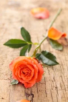 Coral rose on table. Stock Photos