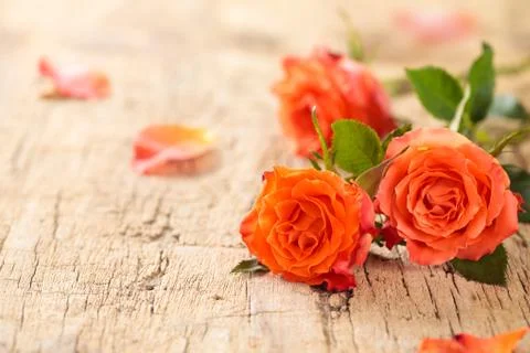 Coral roses on table. Stock Photos