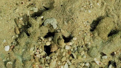 Coral Rubble and Seashells Covering Tropical Seabed in Crystal Clear Water Stock Footage 337865237
