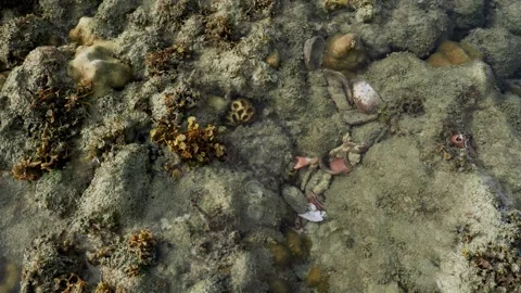 Coral Rubble with Shells and Crab Remains on Tropical Reef Floor Видео 338051694
