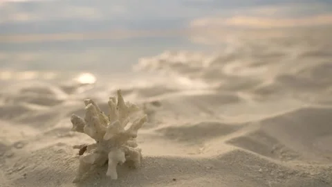 Coral on sand Video stock 155382330