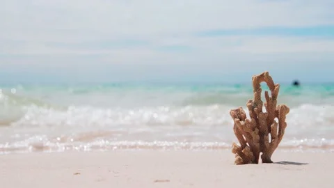 Coral on the sandy beach with wave on background Stock Footage 153194960