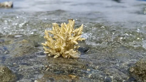 Coral on the Seashore Stock Footage 291377567