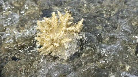 Coral on the Seashore 動画素材 291377670