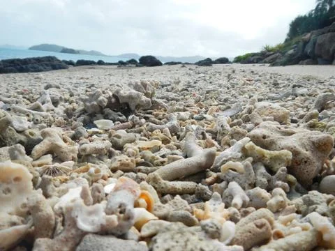 Coral shells on beach Stock Photos