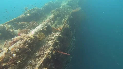 Coral on a ship wreck Stock Footage 155008889