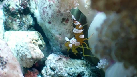 Coral shrimp 4K Stock Footage 331276491