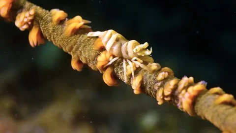 Coral Shrimp Stock Footage 79553925
