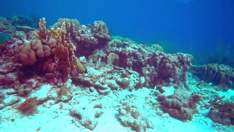 Coral slight forward motion with plants  and a sandy underground Stock Footage 75431174