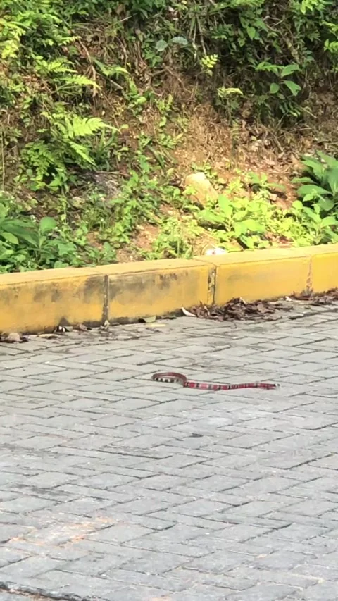 Coral Snake (Real or False) Speeding Down a Brick-Paved Road Video stock 304066239