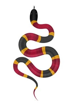 Coral snake on white background realistic vector illustration Stock Illustration