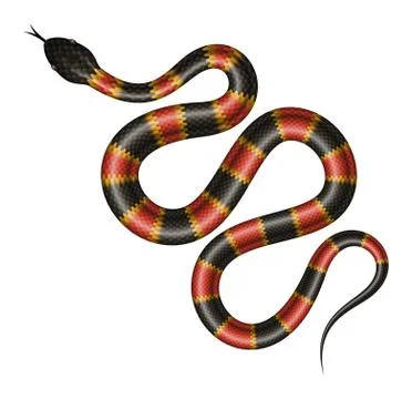 Coral snake on white background realistic vector illustration Stock Illustration