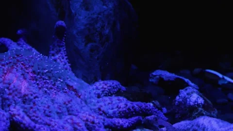 A coral in the snow Video stock 155356713