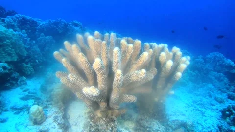 CORAL SPAWN 1 Stock Footage 195343349