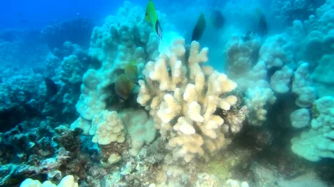 CORAL SPAWN 10 Stock Footage 195279047