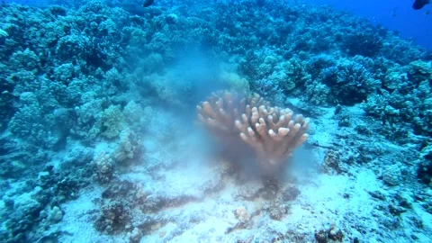 CORAL SPAWN 2 Stock Footage 195275072
