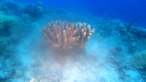 CORAL SPAWN 3 Stock Footage 195275120