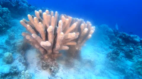 CORAL SPAWN 4 Stock Footage 195275109