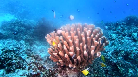 CORAL SPAWN 5 Stock Footage 195343358