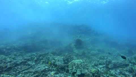 CORAL SPAWN 6 Stock Footage 195276099