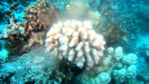 CORAL SPAWN 7 Stock Footage 195276133