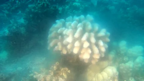 CORAL SPAWN 8 Stock Footage 195276160