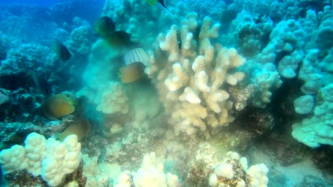 CORAL SPAWN 9 Stock Footage 195279044