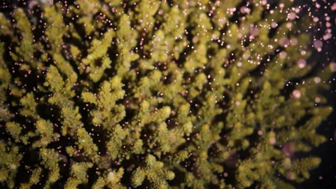Coral Spawning || Closeup and pull out Stock-Footage 149965395