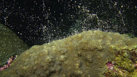 Coral spawning with fast ocean surge current caribbean august full moon Stock Footage 78208460