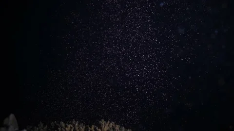 Coral Spawning || Large amount of eggs Stock-Footage 149965458