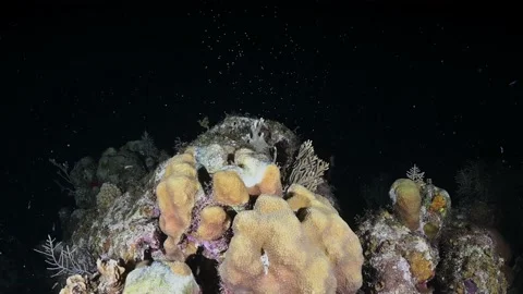 Coral spawning at night during its annual reproductive cycle Stock Footage 161997960