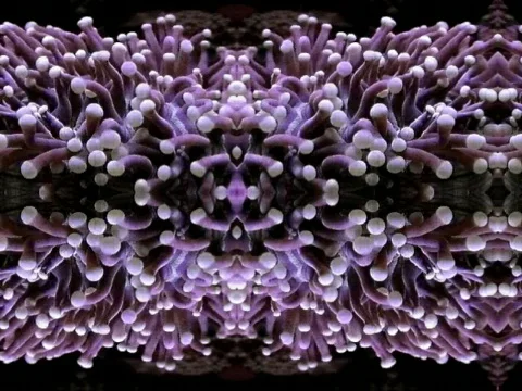 Coral Star Stock Footage 288752