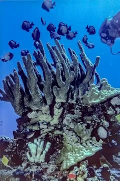 Coral structure surrounded by tropical fish with SCUBA diver observing Stock Photos