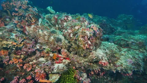 Coral structures offer stunning visual underwater experience Stock Footage 305964106