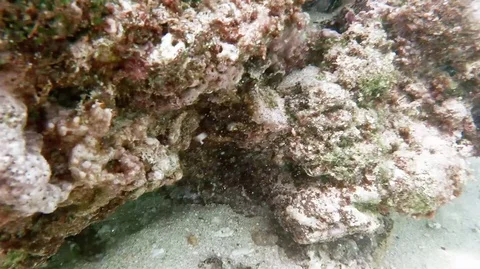 Coral surf Stock Footage 113687820