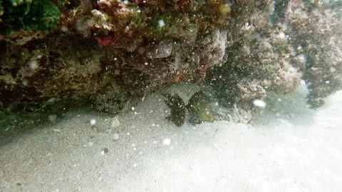 Coral surf Stock Footage 113688370