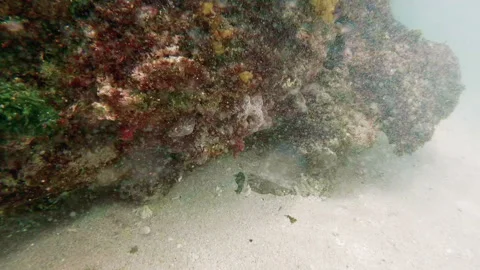 Coral surf Stock Footage 113688807