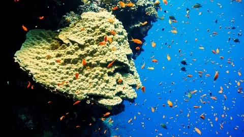 Coral surrounded by small red Pseudanthias Squamipinnis Stock-Footage 126767715