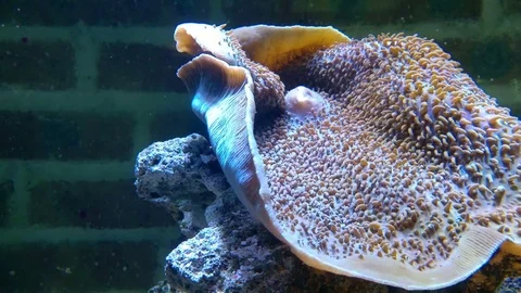 Coral in tank Stock Footage 83575027