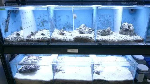 Coral in tanks Stock Footage 93528581