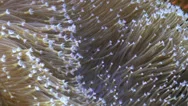 Coral Tentacles Close Up Stock Footage