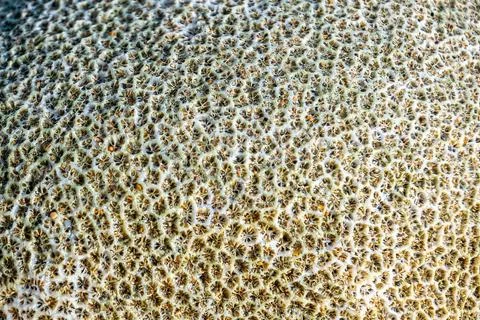Coral Texture Close Up with Intricate Patterns Stock Photos