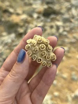 Coral Texture Close-up Stock Photos